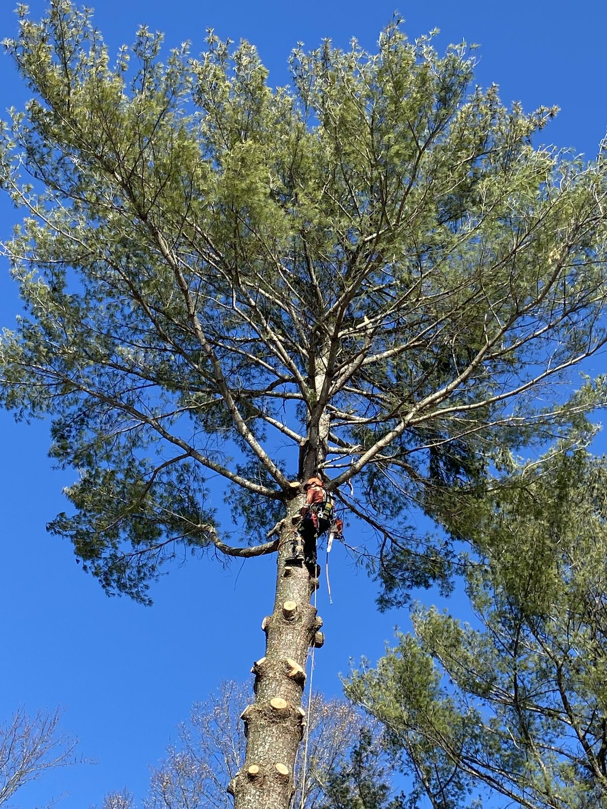 What 'ANSI A300 Pruning' Actually Means