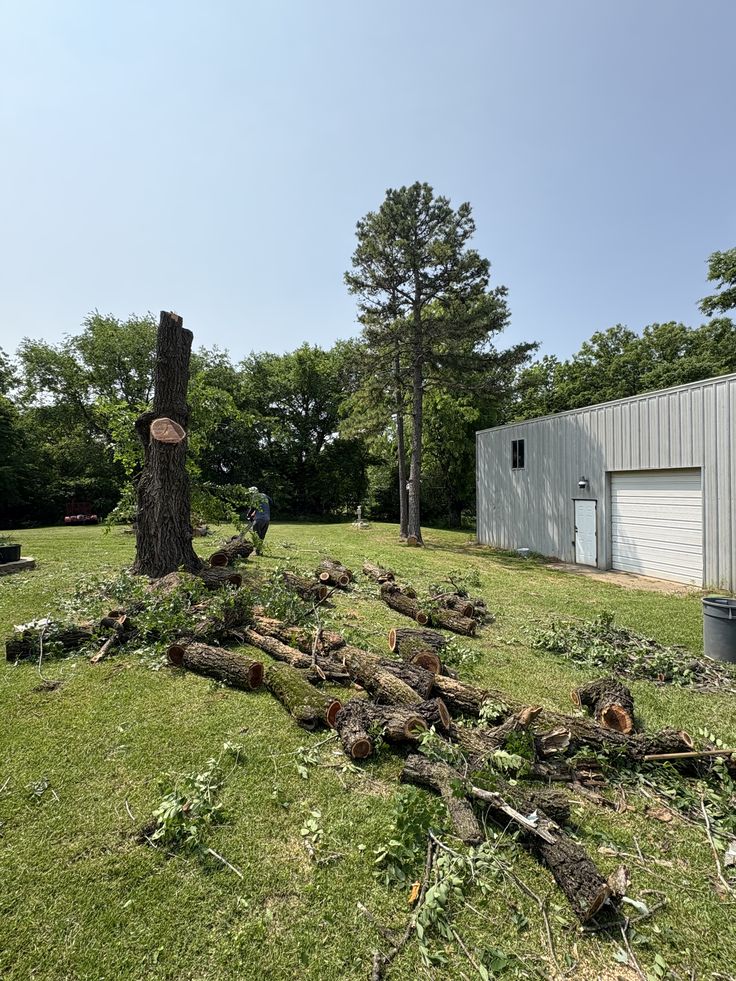 5 Signs Your Tree Actually Needs To Come Down